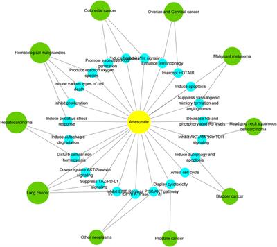 Anti-tumor mechanism of artesunate